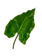 Blatt Pfeilus Stiel-Kunstpflanze 25x14-80cm gr&uuml;n