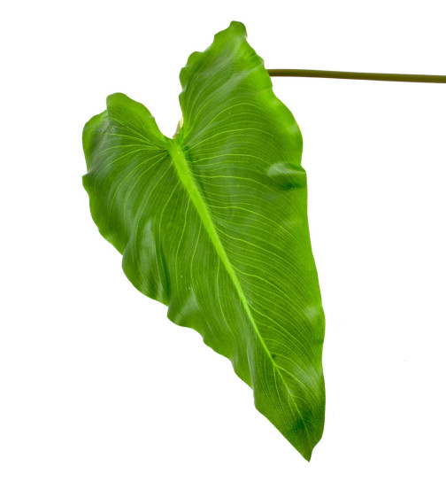 Blatt Pfeilus Stiel-Kunstpflanze 33x16-84cm grün