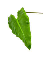 Blatt Pfeilus Stiel-Kunstpflanze 33x16-84cm gr&uuml;n