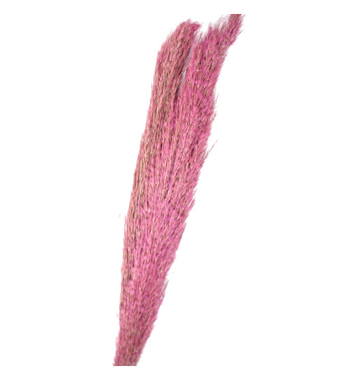Bund -Wild Reed Plume- Trockenblumen 115cm rosa