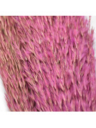 Bund -Wild Reed Plume- Trockenblumen 115cm rosa