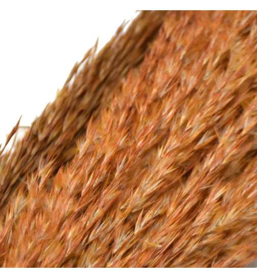 Bund -Wild Reed Plume- Trockenblumen 115cm taupe