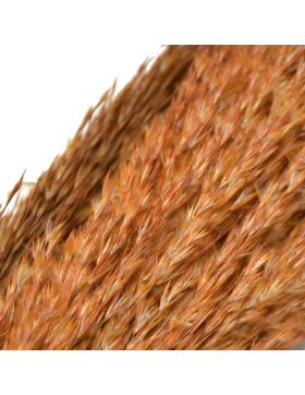 Bund -Wild Reed Plume- Trockenblumen 115cm taupe