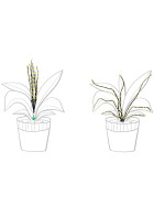 Lichterstrang -Plants Stars- 60-LED Batterie-Timer 80cm