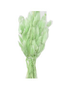 Bund -Lagurus- Trockenblumen 65cm misty-gr&uuml;n