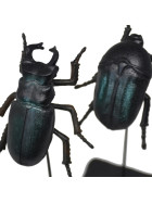 Deko-Objekt -Insekt- 3ass Resin 21cm schwarz-gr&uuml;n